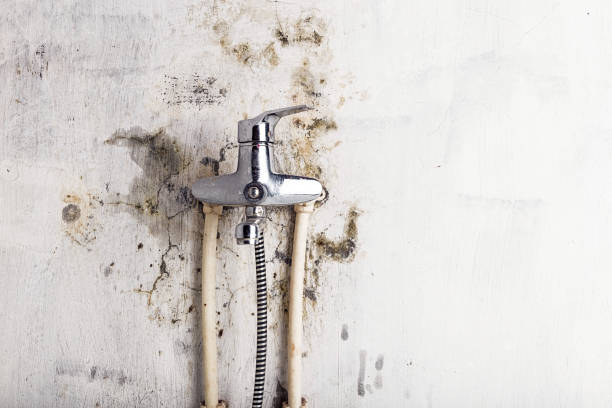 Home Mold Removal in Lees Summit, MO