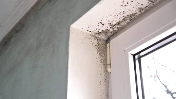 Best Certified Mold Removal  in Lees Summit, MO