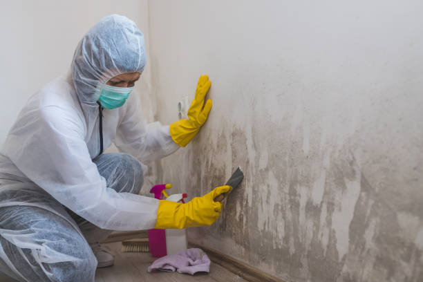 Best Toxic Mold Removal  in Lees Summit, MO