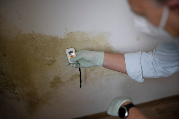 Best Local Mold Removal Service  in Lees Summit, MO