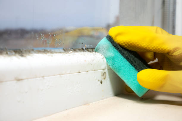 Best Affordable Mold Removal  in Lees Summit, MO