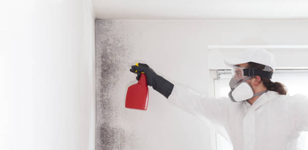 Professional Mold Removal in Lees Summit, MO