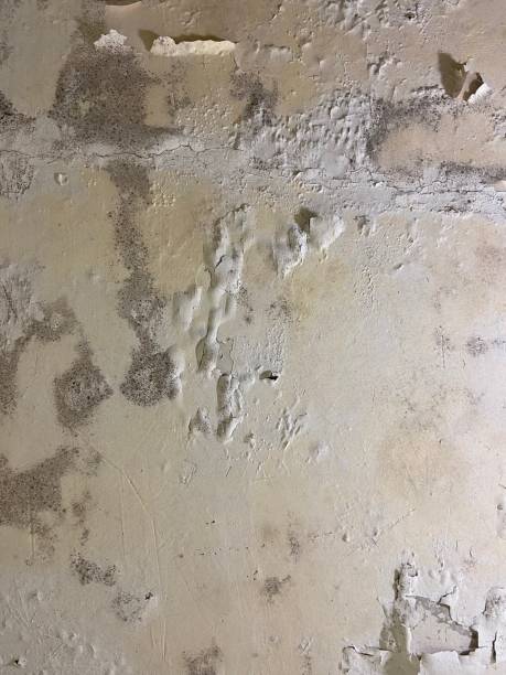 Best Mold Removal Near Me  in Lees Summit, MO
