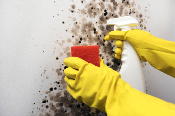 Attic Mold Removal in Lees Summit, MO