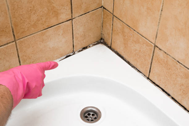 Mold Testing and Removal in Lees Summit, MO